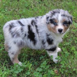 Laredo - Blue merle male Australian Shepherd puppy in Kansas, Oklahoma from Windy G Farm