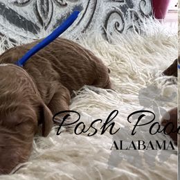 Boy 5 - Poodle puppy in Oxford, Alabama from Posh Poodles Alabama