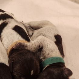 Deutsch-Drahthaar Puppies from vom Cornerstone