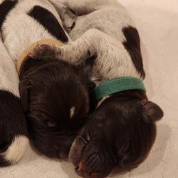 Deutsch-Drahthaar Puppies from vom Cornerstone