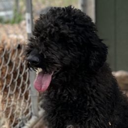 Paisley - Goldendoodle