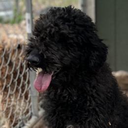 Paisley - Goldendoodle