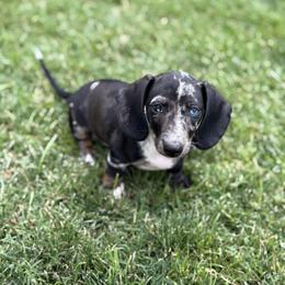 Twix - Dapple male Dachshund puppy in Perris, California from Doxie_pupps