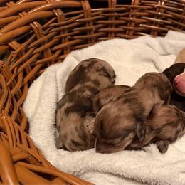 Dachshund puppies from Mulberry Dachshunds