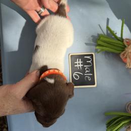 Boy 6 - Liver roan male German Shorthaired Pointer puppy in Kathleen, Florida from Alex Yates GSP's