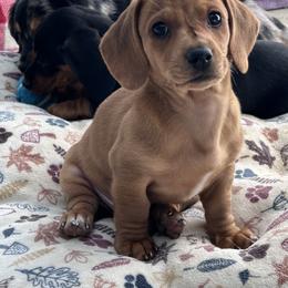 Rex - Red male Dachshund puppy in Paso Robles, California from Nicole's Dachshunds