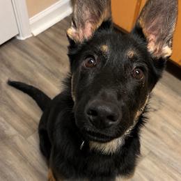 Konvict - Black and tan male German Shepherd puppy in Beech Grove, Arkansas from Ze Zadnich lesu
