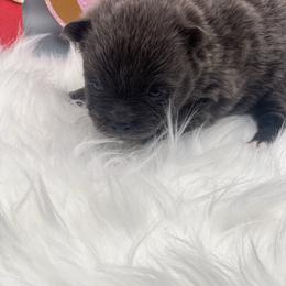 Girl 1 - Blue female Pomeranian puppy in Brentwood, California from Royalpawpoms