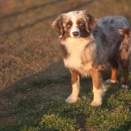 McCrae - Toy Australian Shepherd