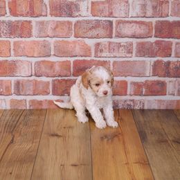 Scone - Apricot female Cavapoo puppy in Calhoun, Georgia from Happy Top Doodles