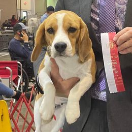 Awe - Beagle