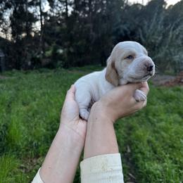 Michelangelo - Lemon and white male Basset Hound puppy in El Sobrante, California from Happy Hills Bassets
