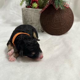 Puppy 2 - Tri-color female Bernedoodle puppy in Leesport, Pennsylvania from Bechtel’s Tiny Bernadoodles