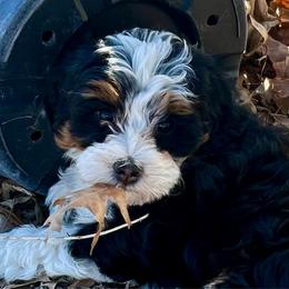Nichole - Tri-color female Bernedoodle puppy in Lincoln, Nebraska from GRand Doodles