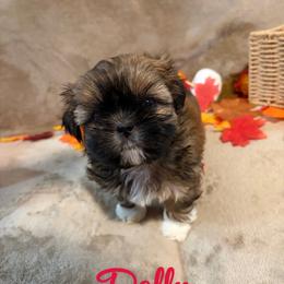 Dolly - Brindle female Shih Tzu puppy in Pearland, Texas from Pup Paw-lace