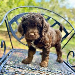 Gus - Red phantom male Aussiedoodle puppy in Chattanooga, Tennessee from Leafy Acre Mini Farm