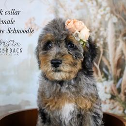 Pink collar - Merle female Schnoodle puppy in Plattsburgh, New York from Adirondack Poodles Goldendoodles,Bernedoodles & Schnoodles