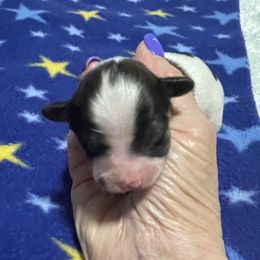 Cody - White and sable male Papillon puppy in Central Florida, Florida from Sunshine Papillons