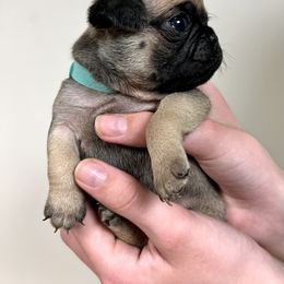 Teal Collar Girl - Pug puppy in Greeneville, Tennessee from Bear Mountain Farms