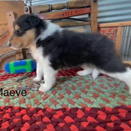 Maeve - Black white and tan female Collie puppy in Hinckley, Minnesota from Rusty Spur Collies