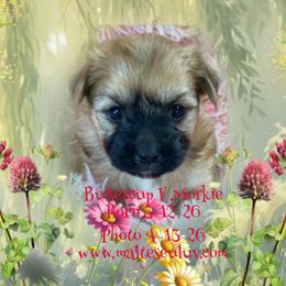 Morkie puppies from Malteseuluv’s Tiny Treasurers
