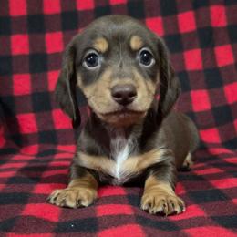 Topper - Chocolate and tan male Dachshund puppy in Cowen, West Virginia from Bennett Babies