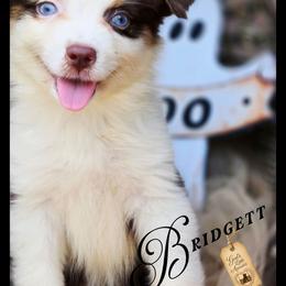 Bridget - Price 1850 - Red tri female Miniature Australian Shepherd puppy in Ennis, Texas from God’s Little Aussies