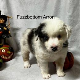 Miniature American Shepherd Puppies from Fuzzbottom Miniature American Shepherd