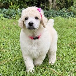 (Blake) Pink Collar Female - White female Poodle puppy in Screven, Georgia from Dreamland Standard Poodles