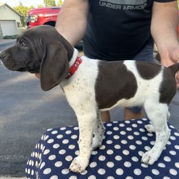 German Shorthaired Pointer All Grown Up from Vought's GSP Pups