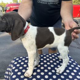 German Shorthaired Pointer All Grown Up from Vought's GSP Pups