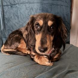 Stella - Dachshund