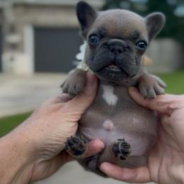 Girl 1 - Fawn and white female French Bulldog puppy in Willis, Texas from Maranda Cianceruso