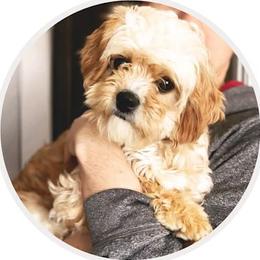 Cavachon puppies from Pleasant Home Puppies