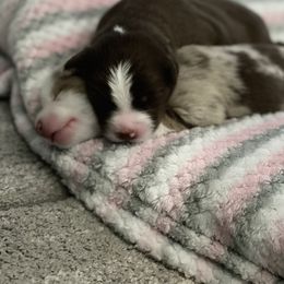 Australian Shepherd Puppies from Forgotten Coast Australian Shepherds