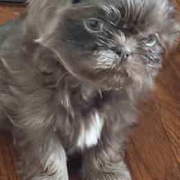Luna - Blue female Shih Tzu puppy in Lanoka Harbor, New Jersey from Lilly’s Seashore Shih Tzus