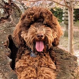 Aspen - Australian Labradoodle