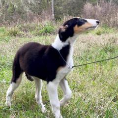 Borzois from Kohinoor Borzoi