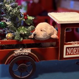 Light blue -Turquoise collar female - Cream female Double Doodle puppy in Norfolk, Virginia from Móraí’s Doodles