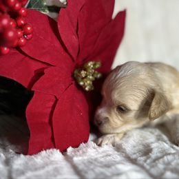 Juliet - Wheaten female Miniature Schnauzer puppy in Menifee, California from Moonshine’s Minis