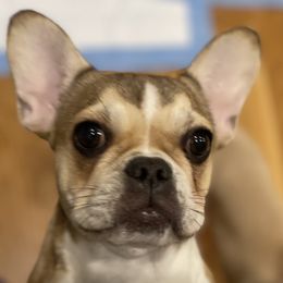 Penny - Companion Cross