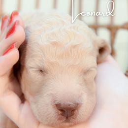 Leonard Hofstadter - Cream male Goldendoodle puppy in Dayton, Ohio from Perks Court Doodles