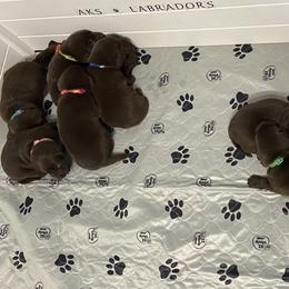 Labrador Retriever Puppies from AKS’s Water Bound Retrievers