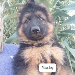 Bullet - Black and red male German Shepherd puppy in Wittmann, Arizona from Minerd Ranch