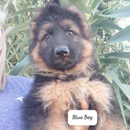Bullet - Black and red male German Shepherd puppy in Wittmann, Arizona from Minerd Ranch