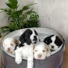 Cocker Spaniel Puppies from Swift Creek Cocker Spaniel