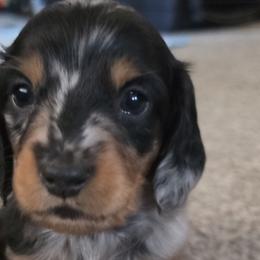 Dachshunds from Kristin Stragey