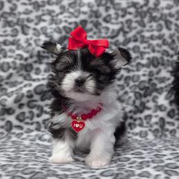 Prince Charming - Piebald male Morkie puppy in Eureka, California from Bratpack Babydolls