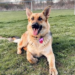 Peach - German Shepherd