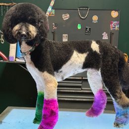 Sable - Poodle